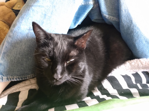 Cat chat thread the umpteenth - the Café is open all welcome