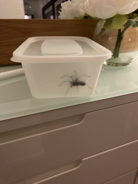 Is it that time of year again (spider related!) Warning for those who don't like spiders - photo included!