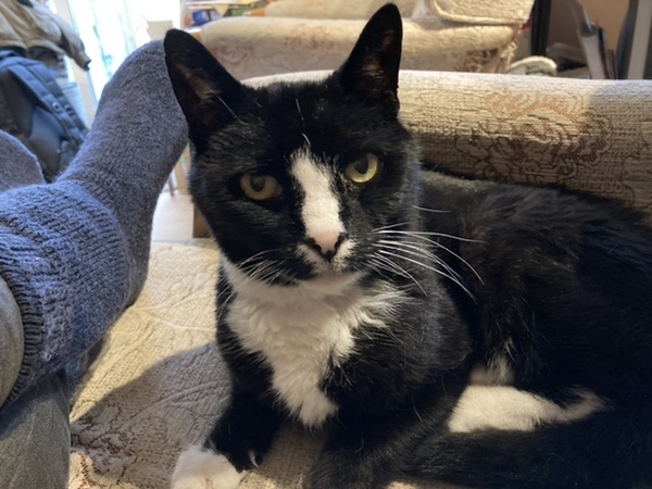 The Litter Tray Memorial Thread