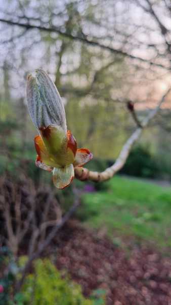 What tree is this please?