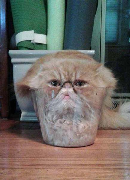 Worth transferring tiny Persians into one pot?