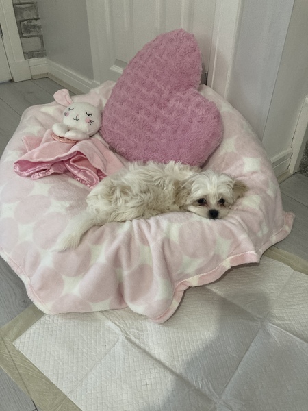 Puppy Survival Thread - March - April