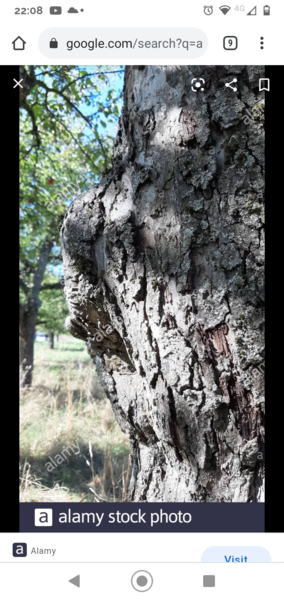Can you identify this dead tree - important