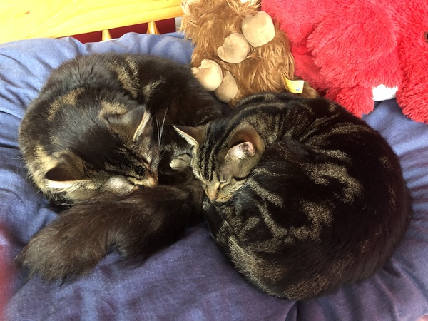 Cat chat thread the umpteenth - the Café is open all welcome