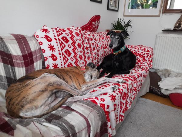 Greyhound/hound owners - can I ask some advice?