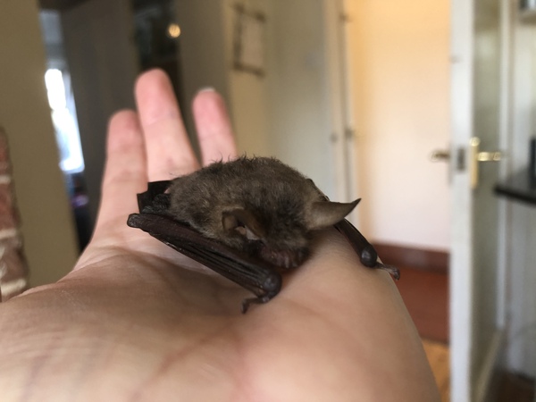 Any bat experts around?