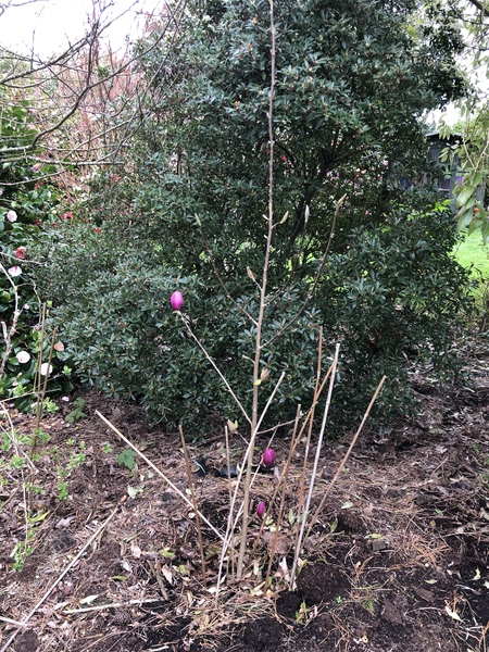 Would you prune this baby magnolia? (Photo)