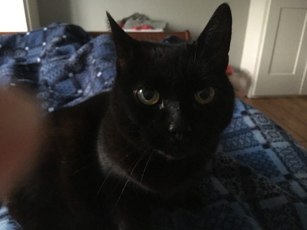 Let’s have a pet picture thread