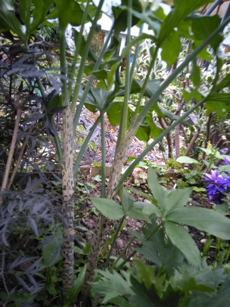 Anyone know what this plant is? Totally baffled.