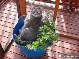 Worth transferring tiny Persians into one pot?