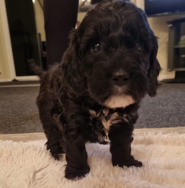 New puppy daytime schedule