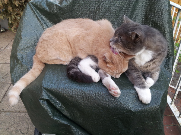 Cat chat thread the umpteenth - the Café is open all welcome