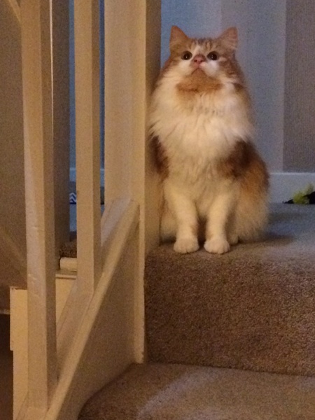 Unsuccessful Trip to Vets