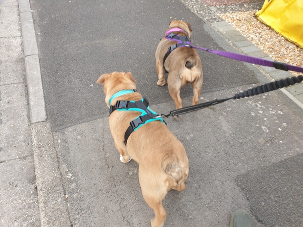 Puppy Survival Thread - March - April