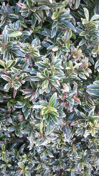 Evergreen perennial suggestions