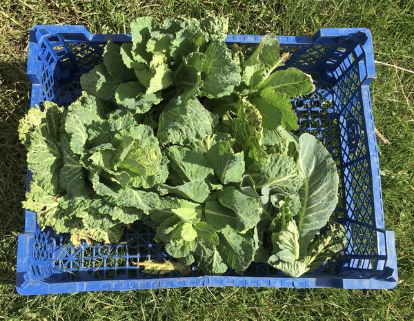 Allotment/Veg Patch Thread 16  Weather weirdness prevails !