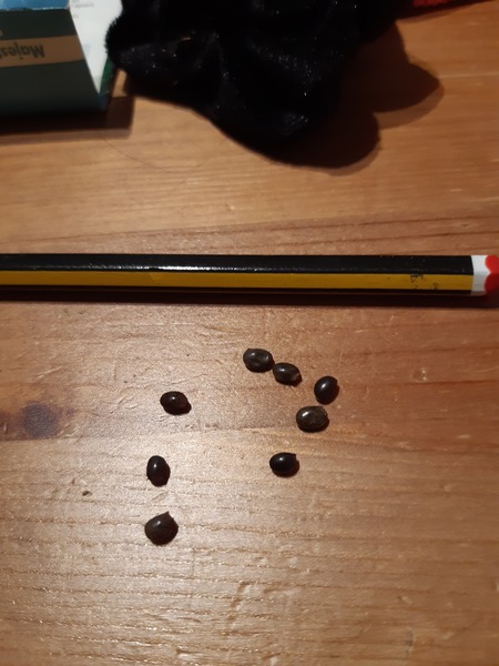 Lupines - help please