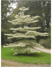 Memorial tree