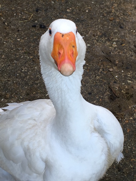 To think my gander should not come into my house.