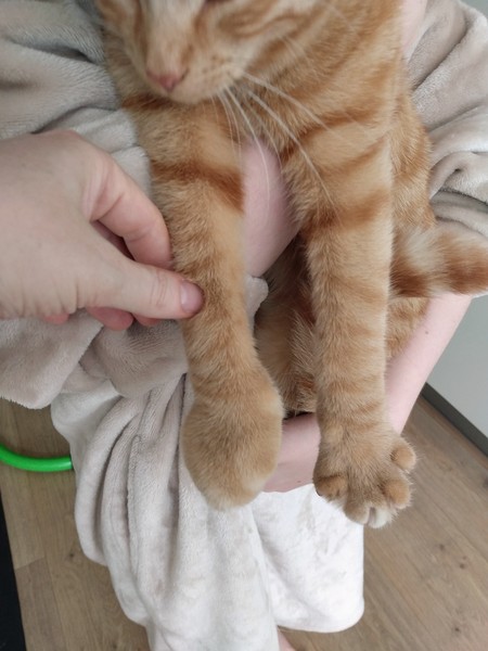 Cat chat thread the umpteenth - the Café is open all welcome