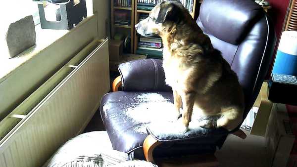 Chair for dog