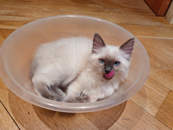 Cat chat thread the umpteenth - the Café is open all welcome