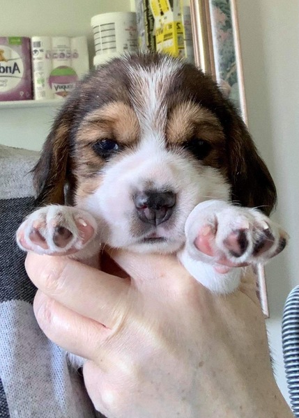 New puppy arriving soon - help me with the essentials
