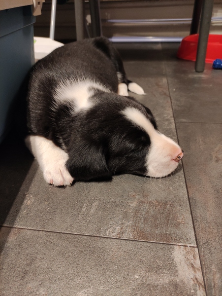 Puppy Survival Thread - March - April