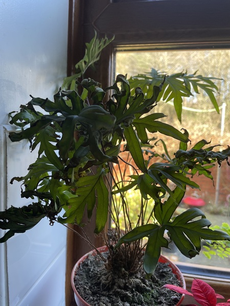 Thread for really fucking ugly houseplants