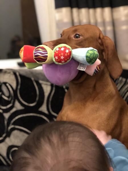 June 2020 Babies-Six months on: mobile babies, feeding adventures, and still sleepless nights! 3rd thread