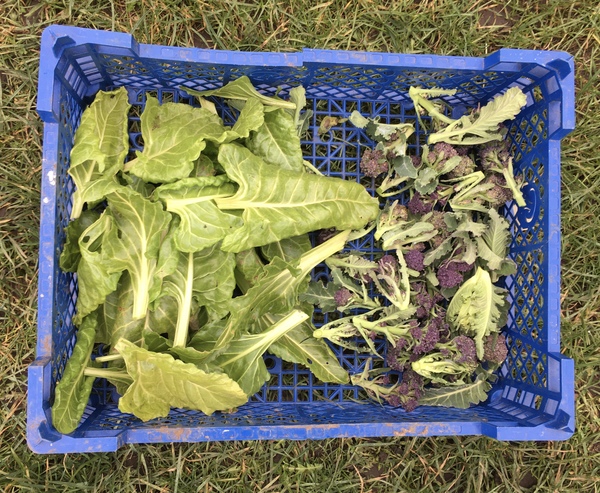 Allotment/Veg Patch Thread 16  Weather weirdness prevails !