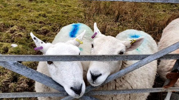 Low Carb Week 7 - Our final weeks