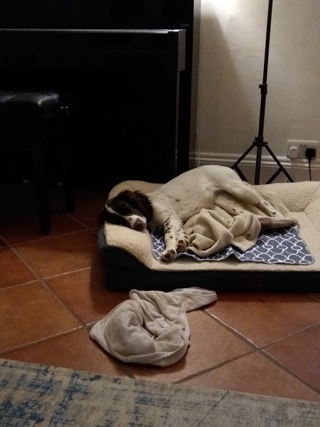 Puppy Survival Thread - March - April