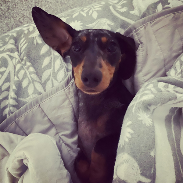 Tell about your miniature dachshund