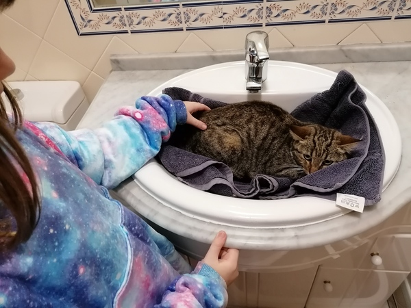 Fostering kitten