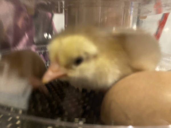 Low Carb Week 7 - Our final weeks