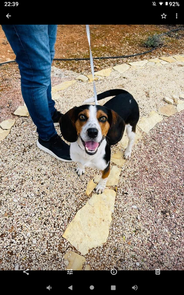 Beagles?