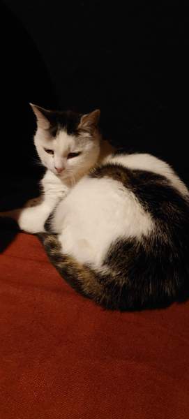 New cat