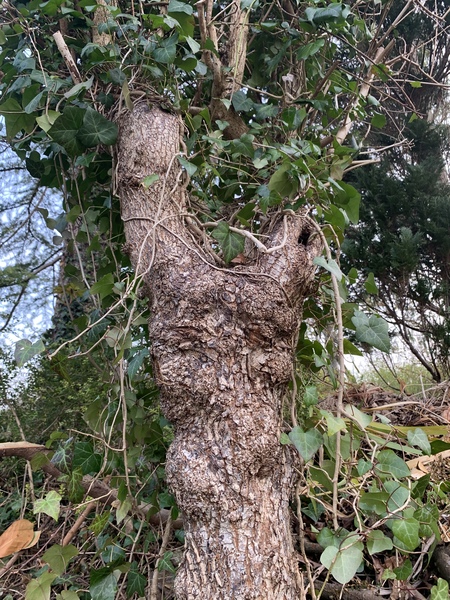 Can you identify this dead tree - important