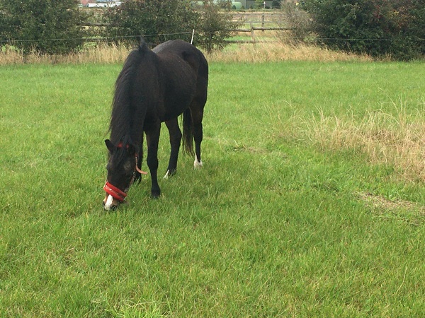 Is there a second thread for the horse/obsessive ex owner?