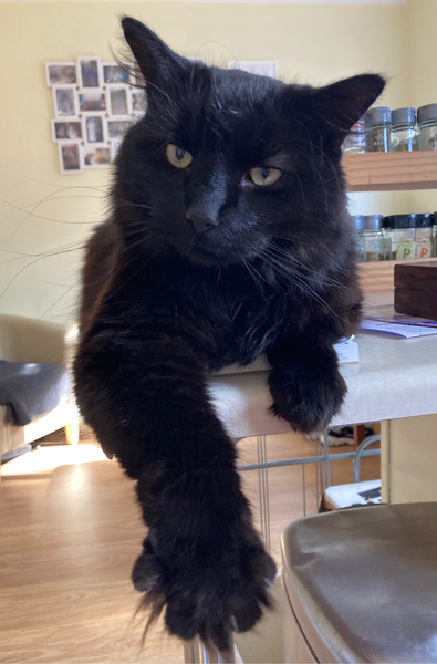 Cat chat thread the umpteenth - the Café is open all welcome