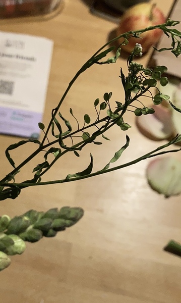 Dead Bloom & Wild Flowers