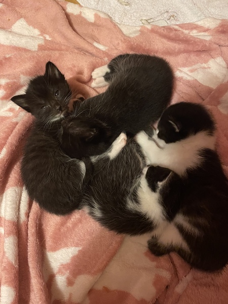 How do I find some ethical cats or kittens?