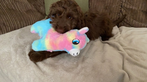 Puppy Survival Thread - March - April