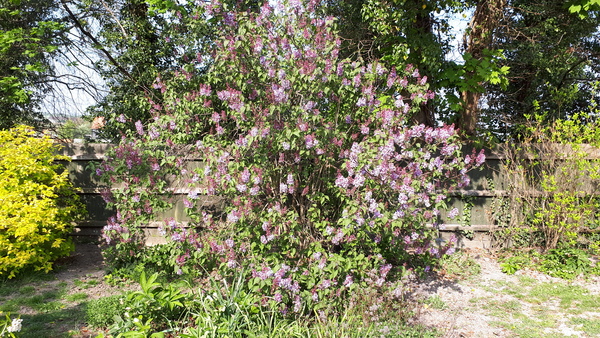 Lilac - pictures please