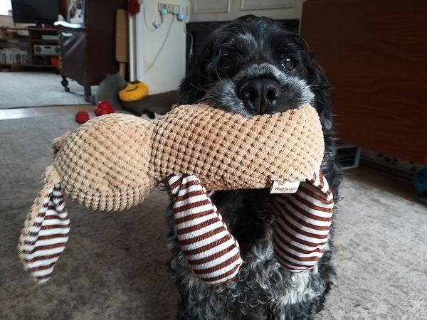 What is the sweetest thing your dog does -  that makes you smile every time?