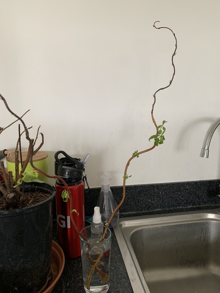 Does anyone know what this is?