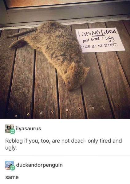 Can we do that thing, where we share funny memes again?