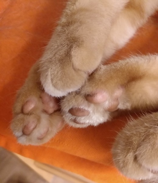 Cat chat thread the umpteenth - the Café is open all welcome