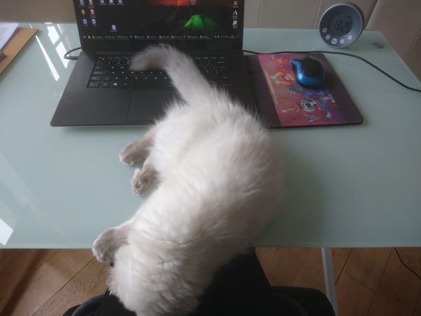 Cat chat thread the umpteenth - the Café is open all welcome